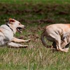 Hunderennpanorama