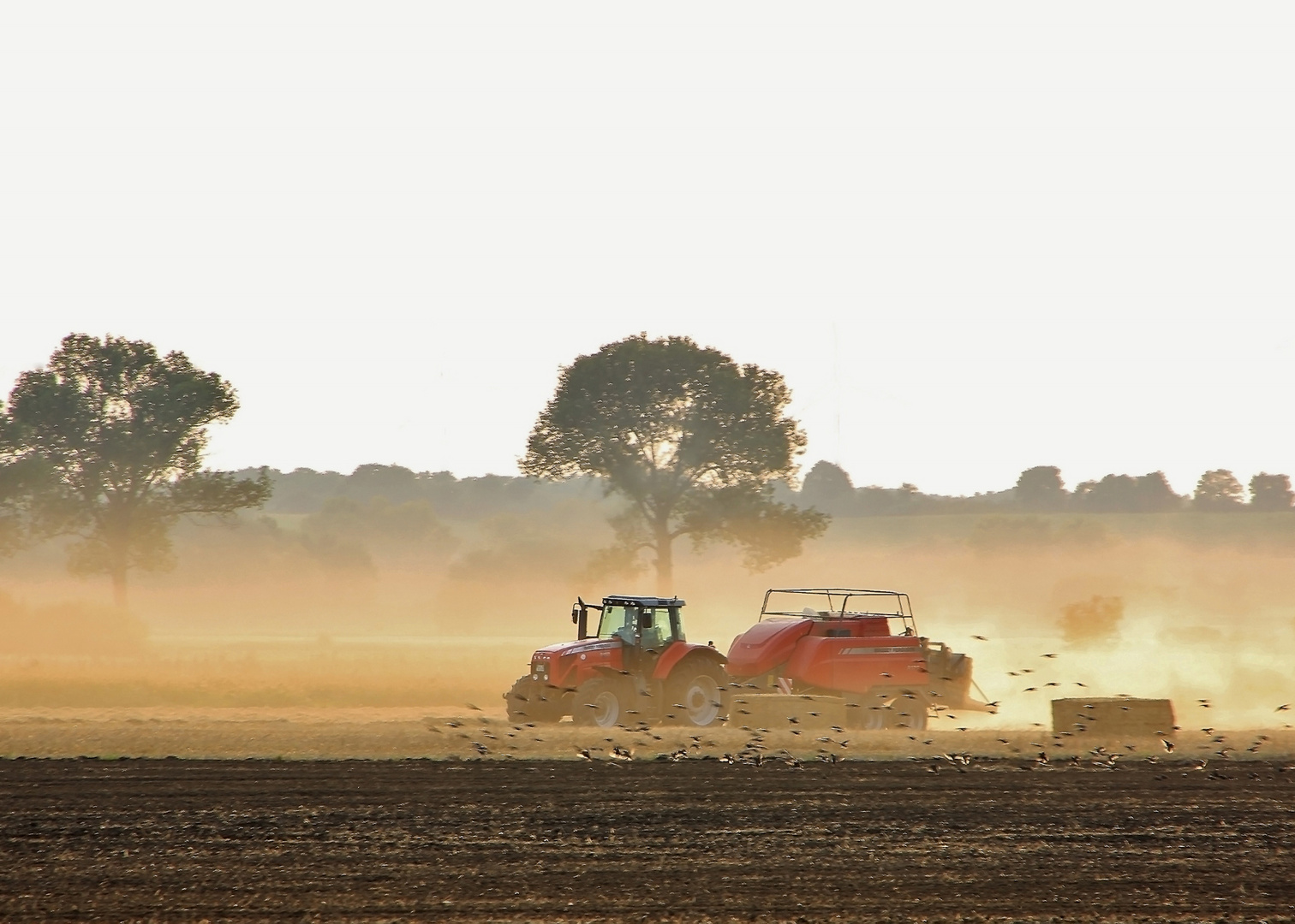 Hundert Vögel und ein Traktor