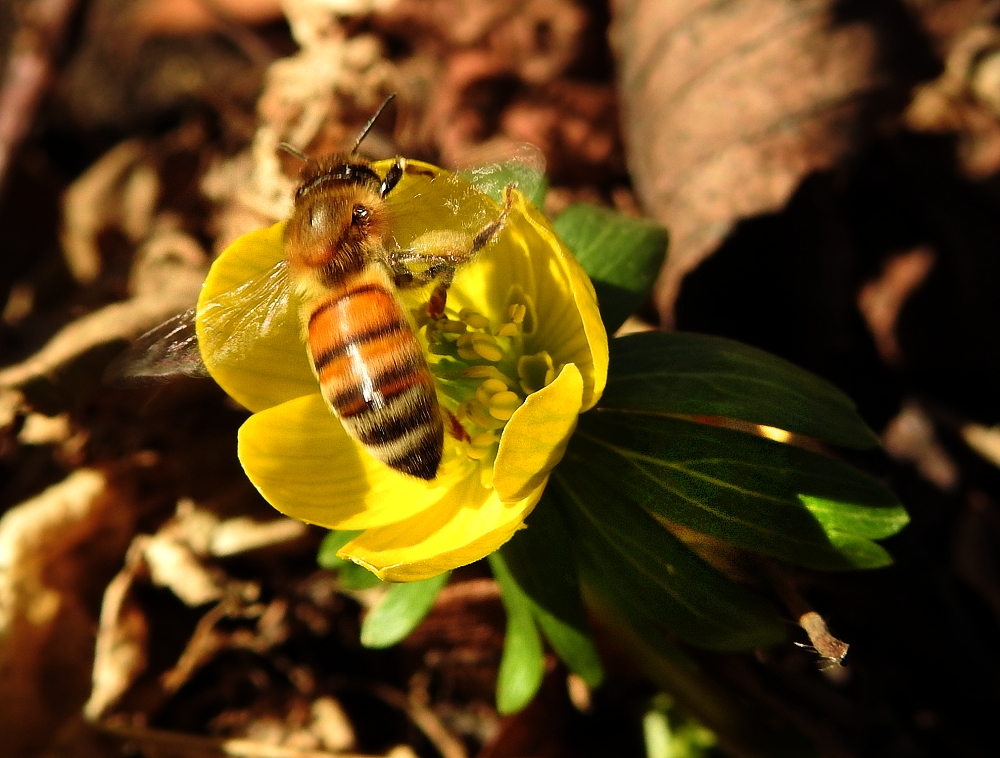 Hunderte Besucher...