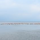 Hunderte Flamingos, hundreds of flamingos, Cientos de flamencos