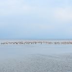Hunderte Flamingos, hundreds of flamingos, Cientos de flamencos