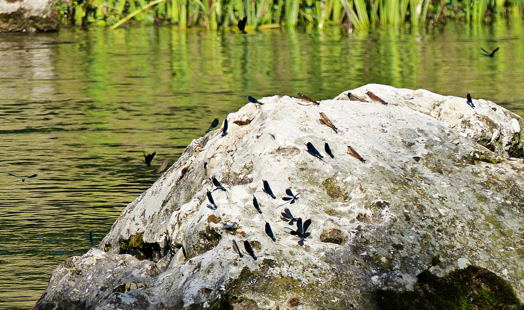 Hunderte Libellen an der Cetina