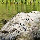 Hunderte Libellen an der Cetina