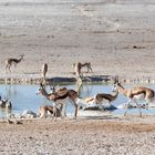 Hunderte Springböcke am Wasserloch