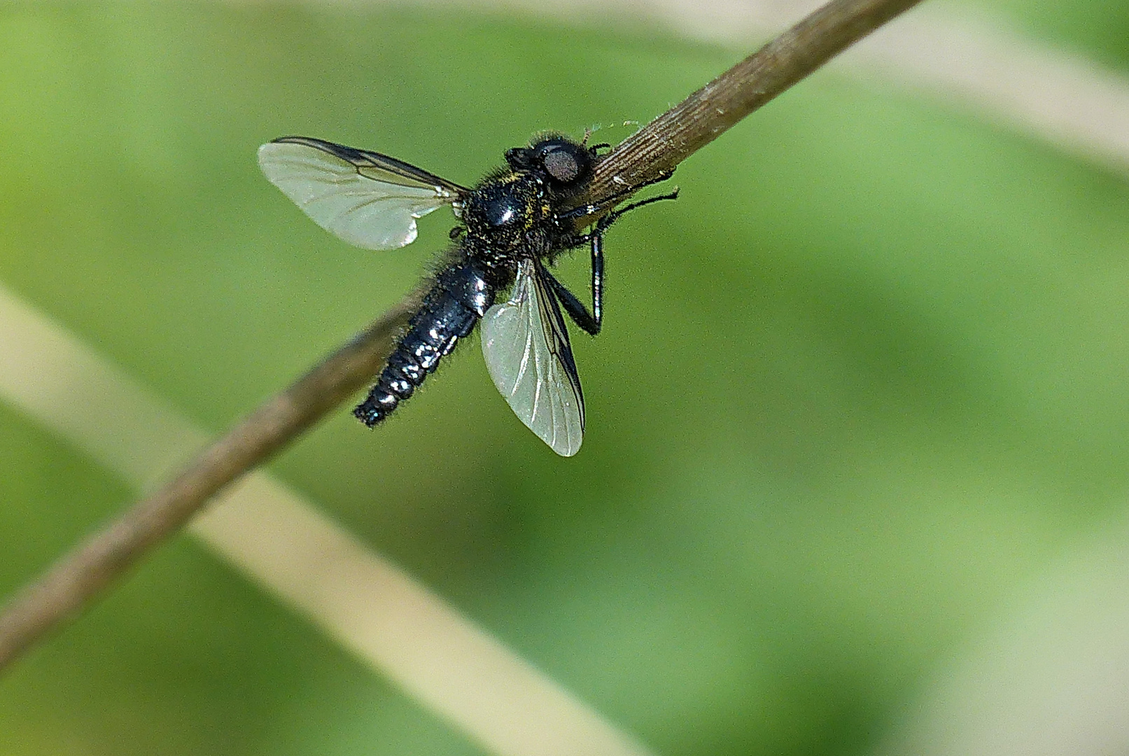 Hunderte von diesen Insekten waren unterwegs