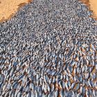 Hunderte von Fischen