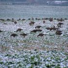 Hunderte Wildgänse beim Fressen