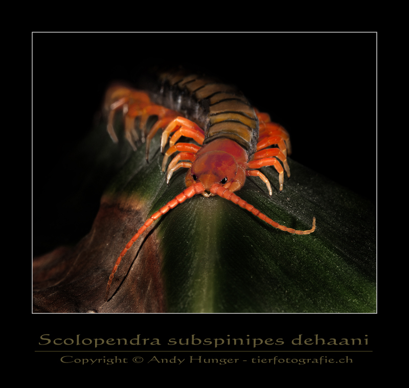 Hundertfüsser Scolopendra subspinipes dehaani