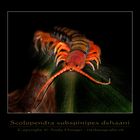 Hundertfüsser Scolopendra subspinipes dehaani