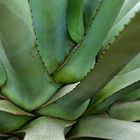 Hundertjährige Agave, (Agave americana), Agave o pita