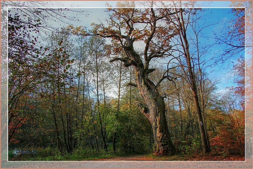 hundertjährige Eiche im Herbst