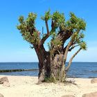 hundertjährige Weide am Ueckermünder Strand