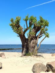 hundertjährige Weide am Ueckermünder Strand