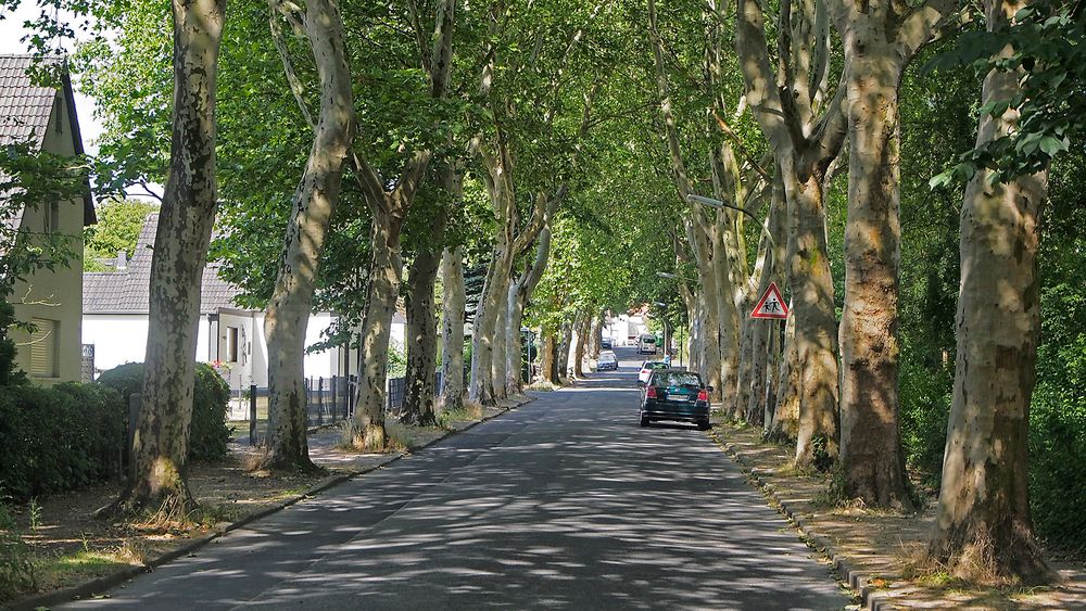 Hundertjährige westfälische Platanenallee in Zentralperspektive Foto ...