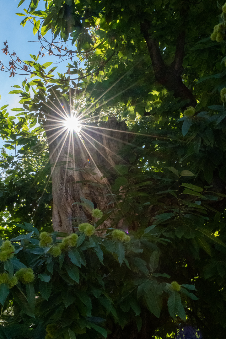 Hundertjähriger Kastanienbaum