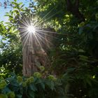 Hundertjähriger Kastanienbaum