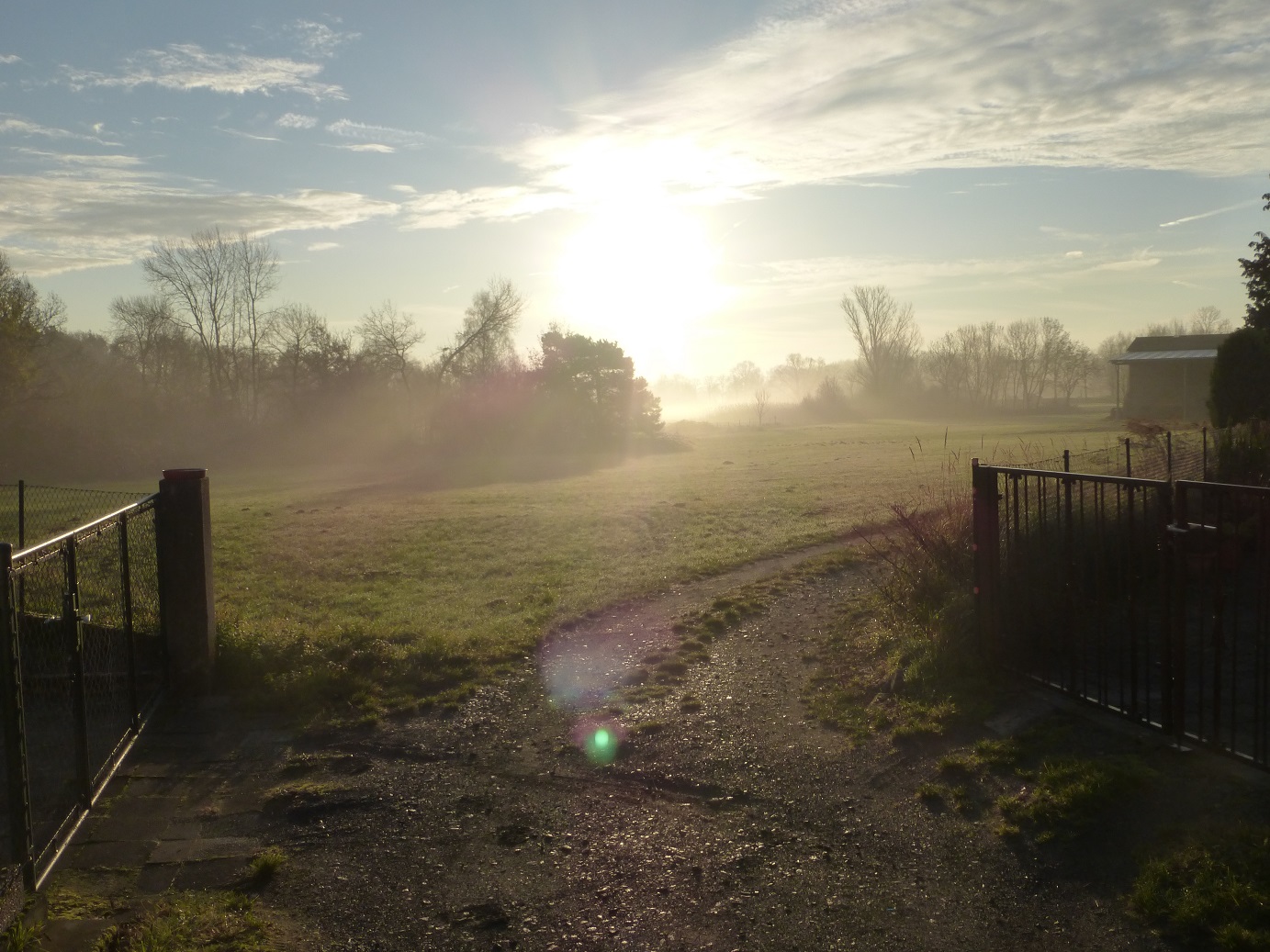 Hunderunde 1