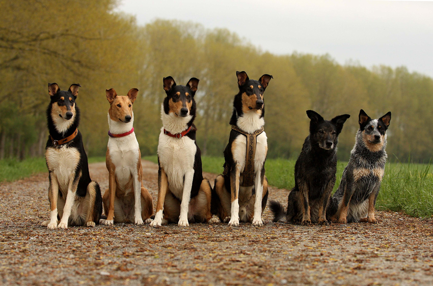 Hunderunde