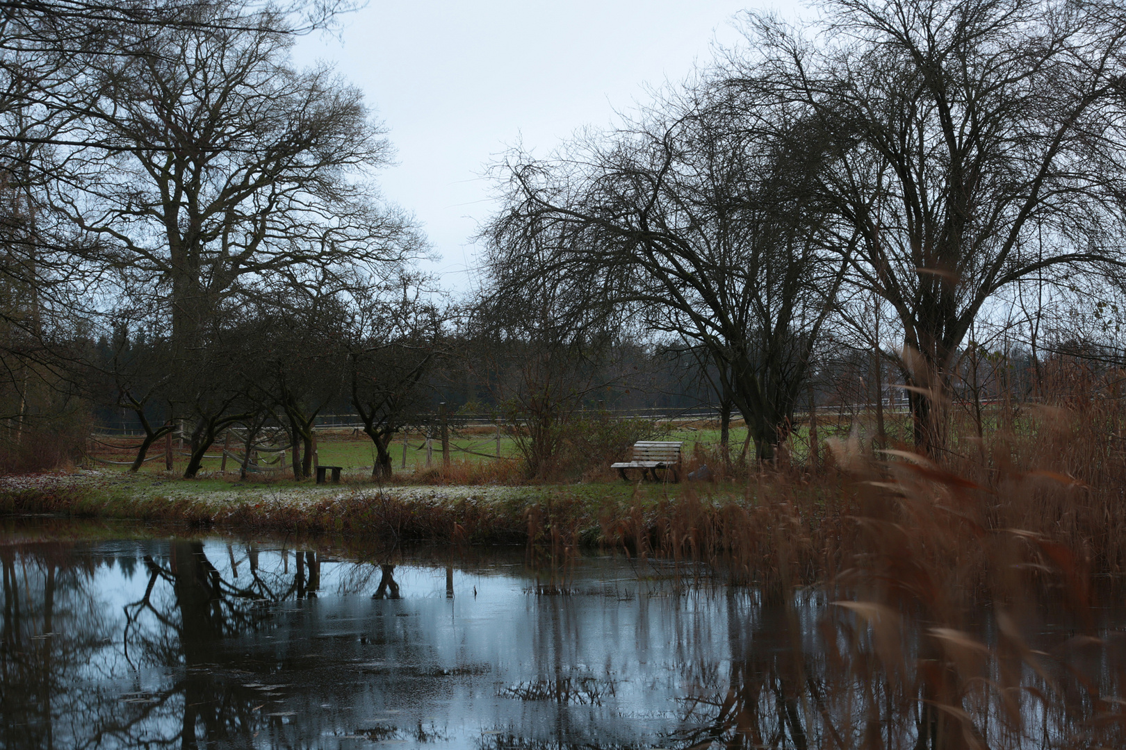 Hunderunde am Morgen