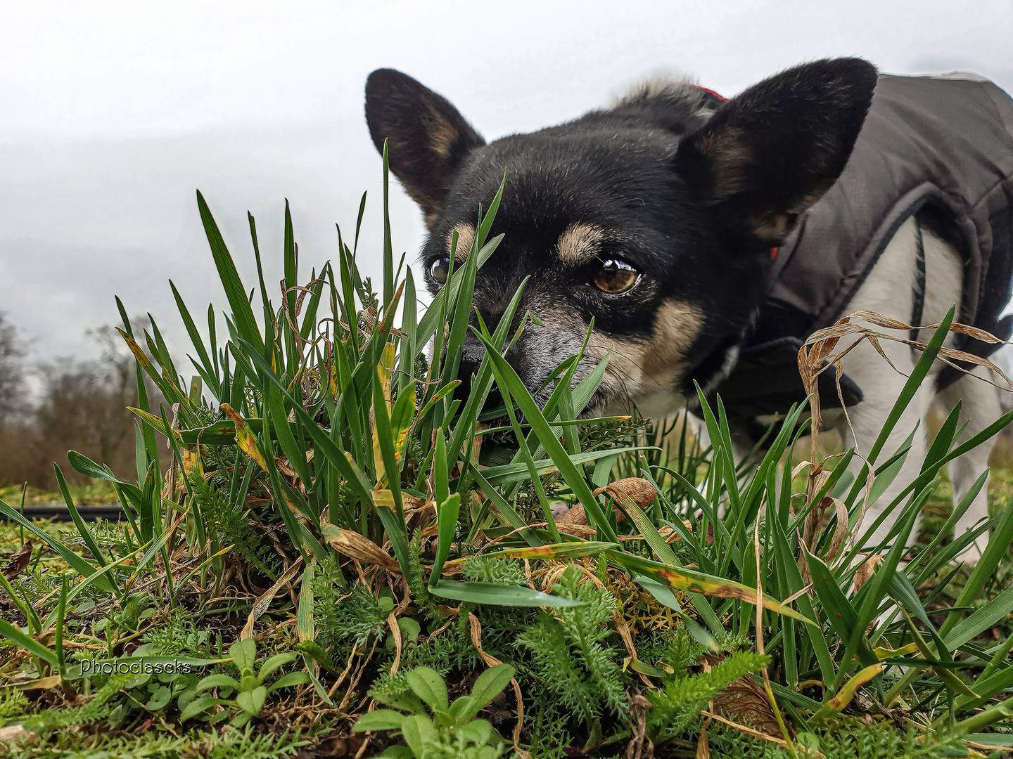 Hundesalat