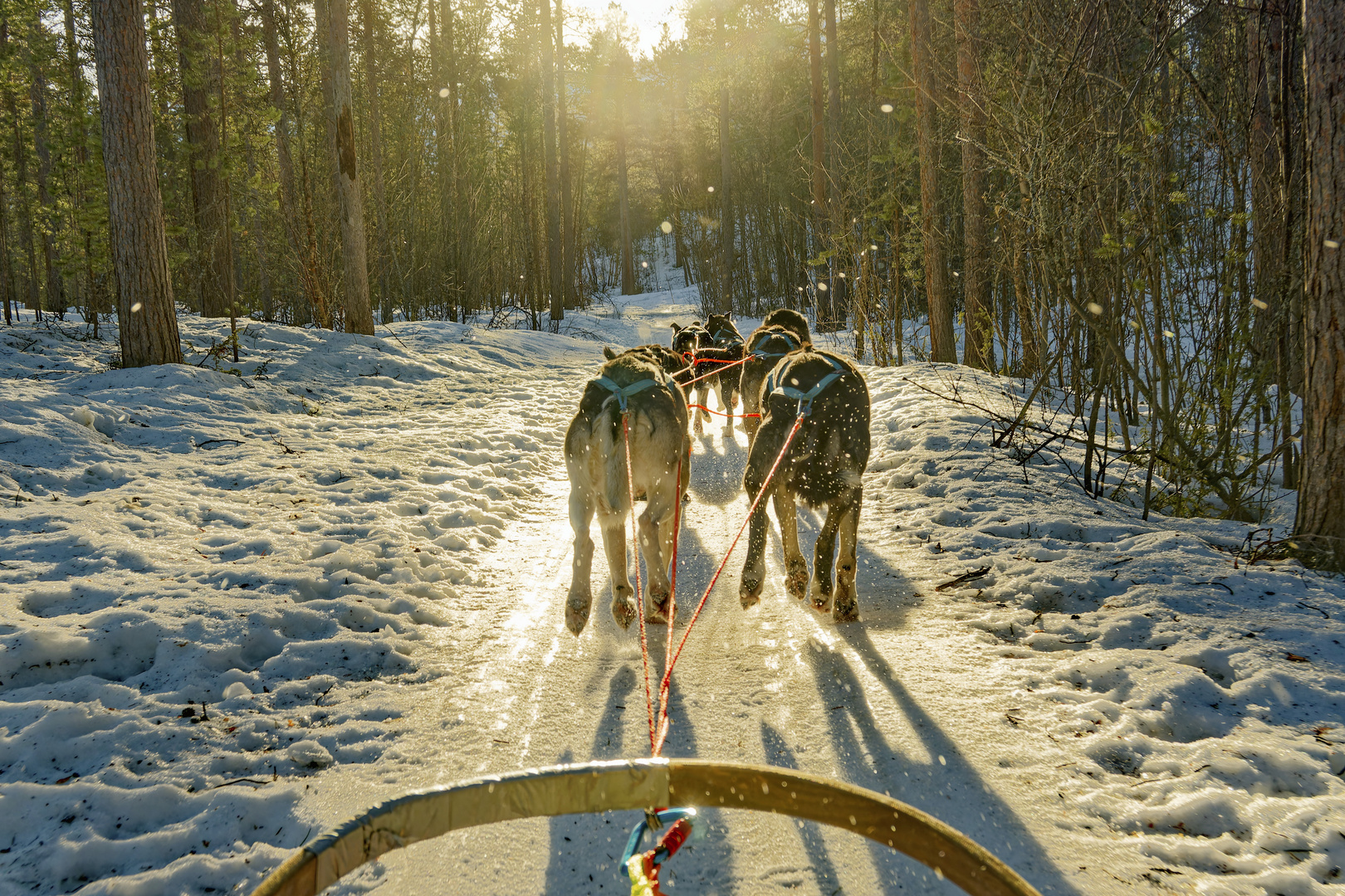 Hundeschlitten ALTA, Norway