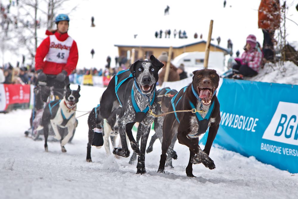 Hundeschlitten Rennen Todtmoos 2012 - 02