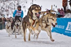 Hundeschlitten Rennen Todtmoos 2012 - 03