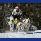 Hundeschlitten Staatsmeisterschaftslauf