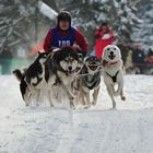 Hundeschlitten Vogtlandtrail Schöneck/V.