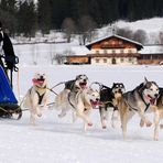 Hundeschlitten WM - Wefenweng 2011