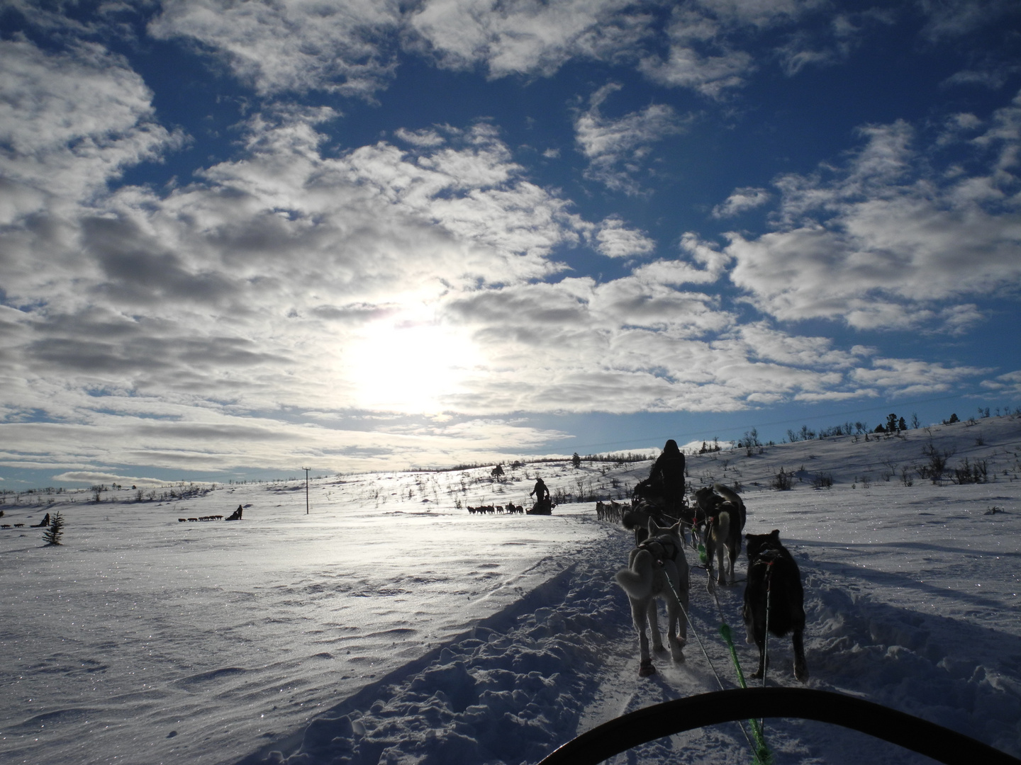 Hundeschlittenfahrt im hohen Norden