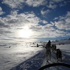 Hundeschlittenfahrt im hohen Norden