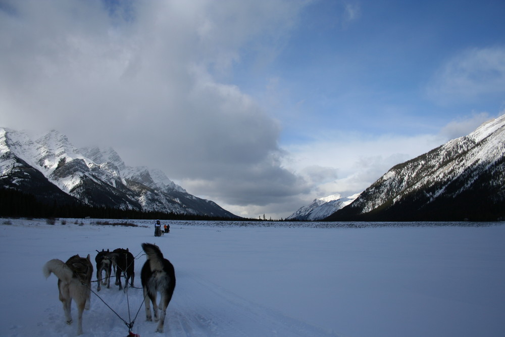 Hundeschlittenfahrt in Kanada