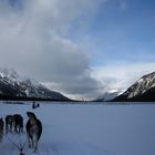 Hundeschlittenfahrt in Kanada