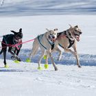 Hundeschlitten_Lenk_2023 (2 von 2)