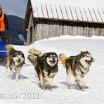 Hundeschlittenrennen 2012 - Bad Hindelang / Unterjoch (5)