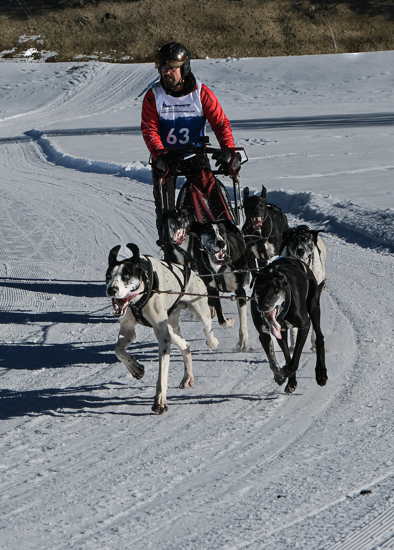 Hundeschlittenrennen