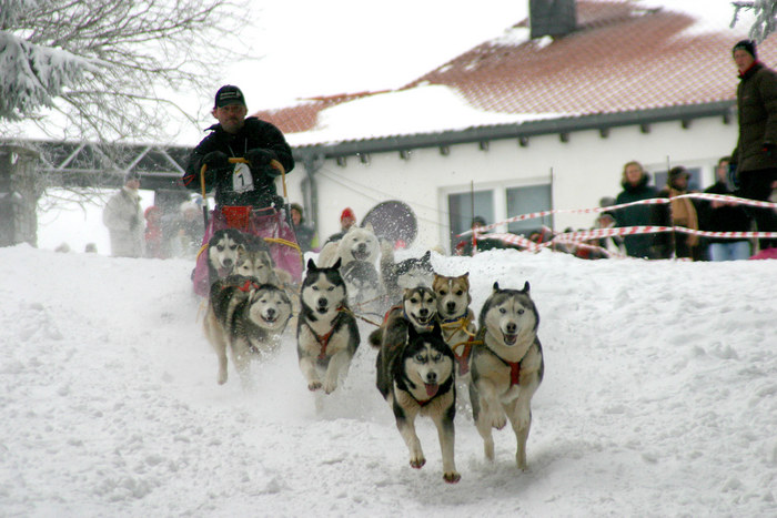 Hundeschlittenrennen Feldberg 12.03.05