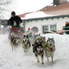 Hundeschlittenrennen Feldberg 12.03.05