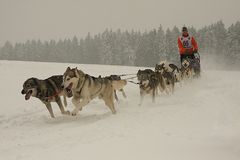 Hundeschlittenrennen II in Tettau