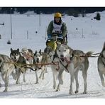 Hundeschlittenrennen im Tannheimer Tal