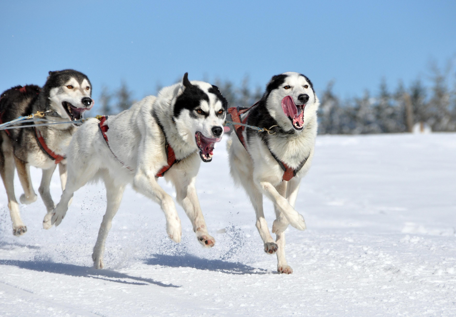 Hundeschlittenrennen in Frauenwald