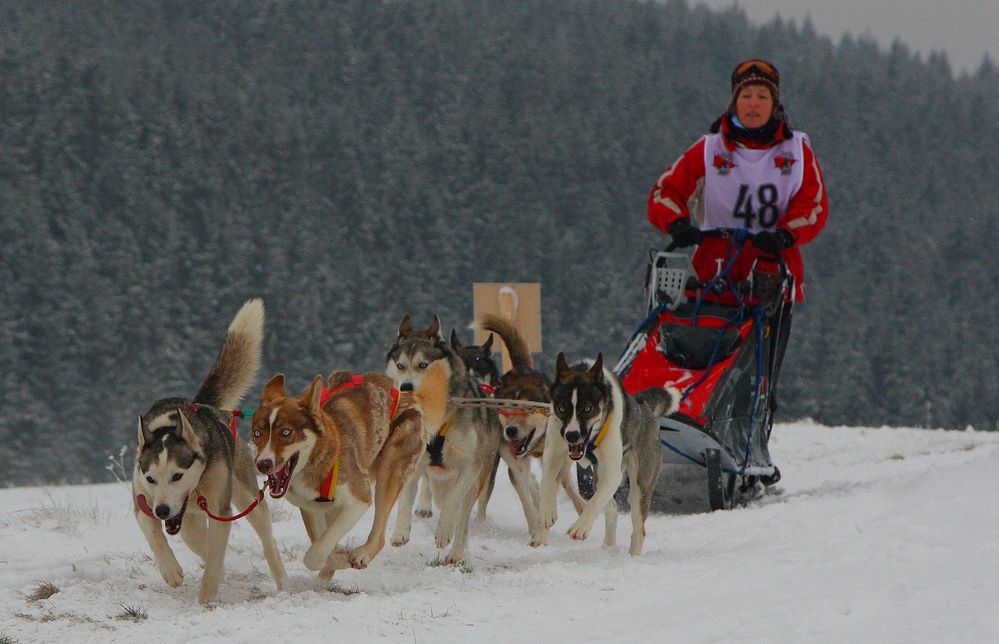 Hundeschlittenrennen in Tettau