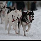 Hundeschlittenrennen in Todtmoos I