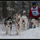 Hundeschlittenrennen in Todtmoos II