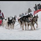 Hundeschlittenrennen in Todtmoos III