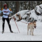 Hundeschlittenrennen in Todtmoos IV