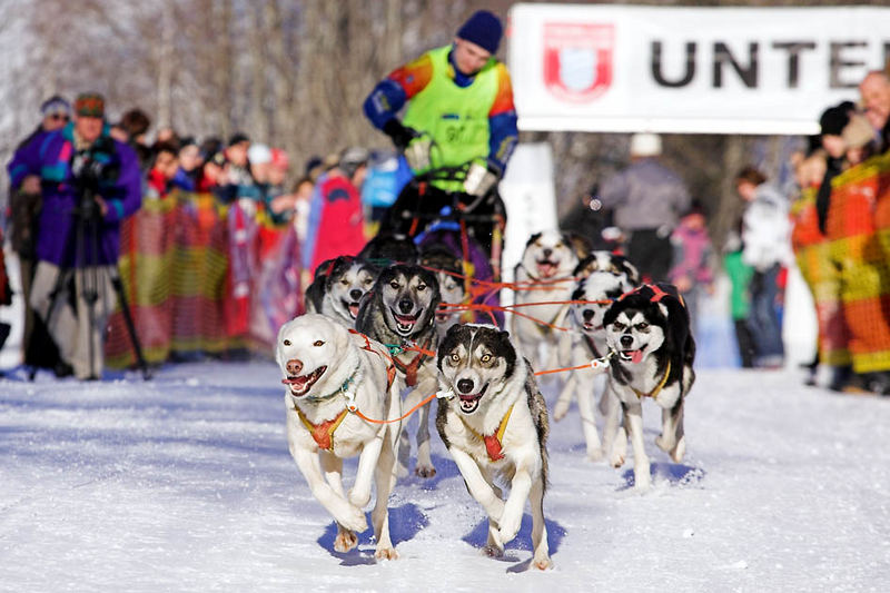 Hundeschlittenrennen in Unterjoch