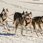 Hundeschlittenrennen - Inzell