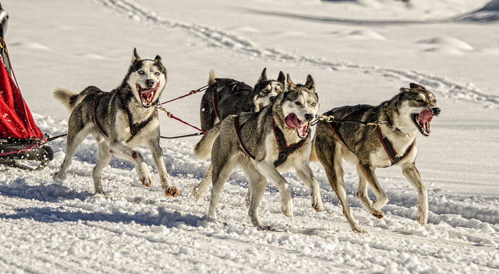 Hundeschlittenrennen - Inzell